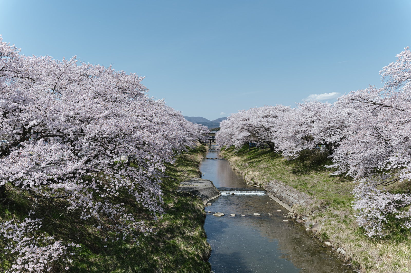 「青い空と笹原川沿いに咲き誇る千本桜」の写真