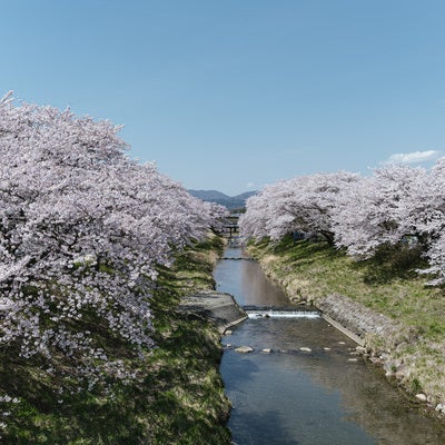 青い空と笹原川沿いに咲き誇る千本桜の写真