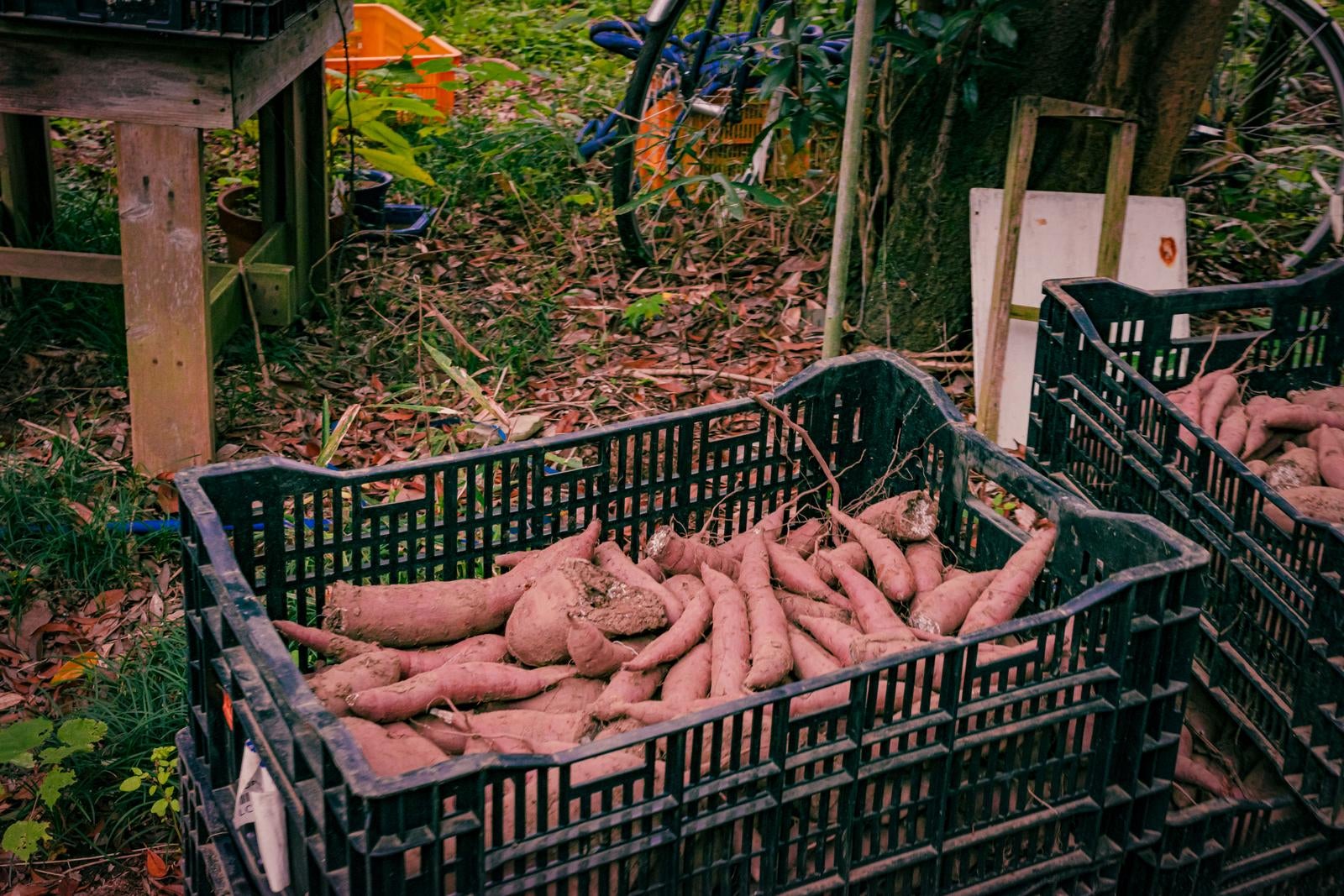 「カゴに入れられた掘った芋」の写真