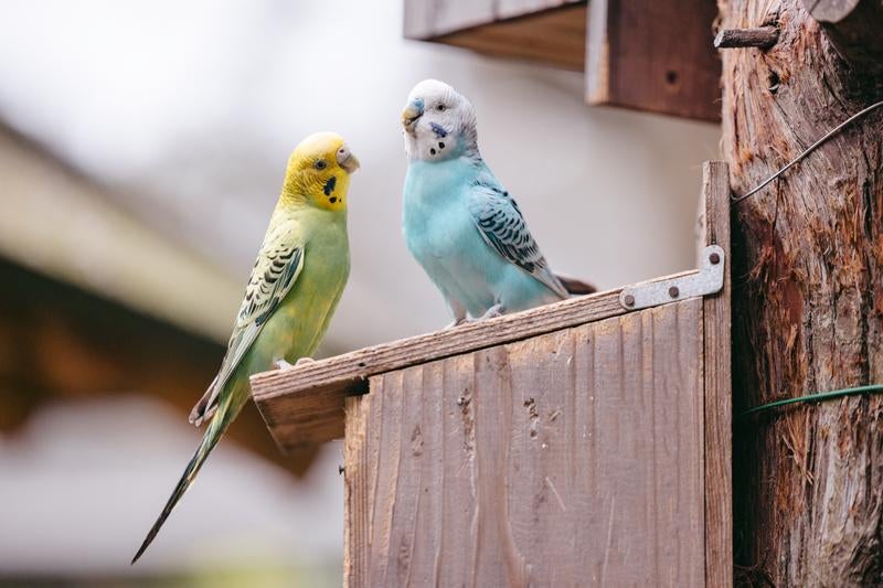 仲良しインコちゃん、黄色とブルーのペアが止まり木で寄り添う - ぱくたそ