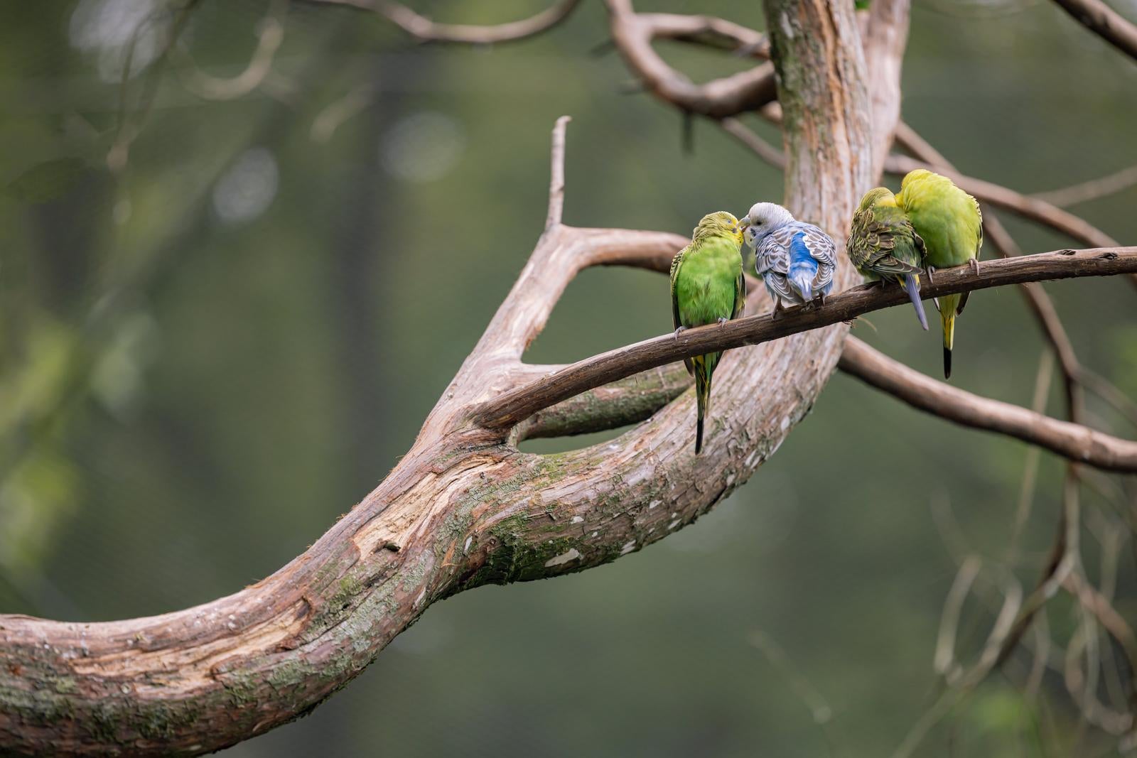 「木の枝にとまるセキセインコ」の写真