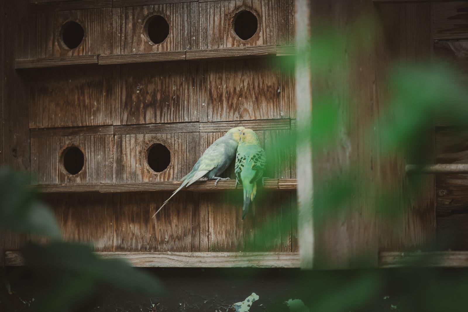 「お値段以上２鳥～」の写真