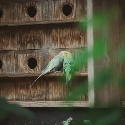 お値段以上２鳥～の写真