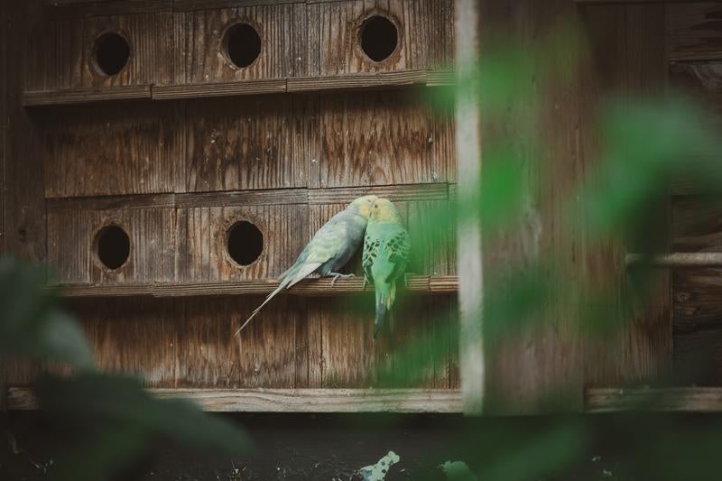 お値段以上２鳥～の写真