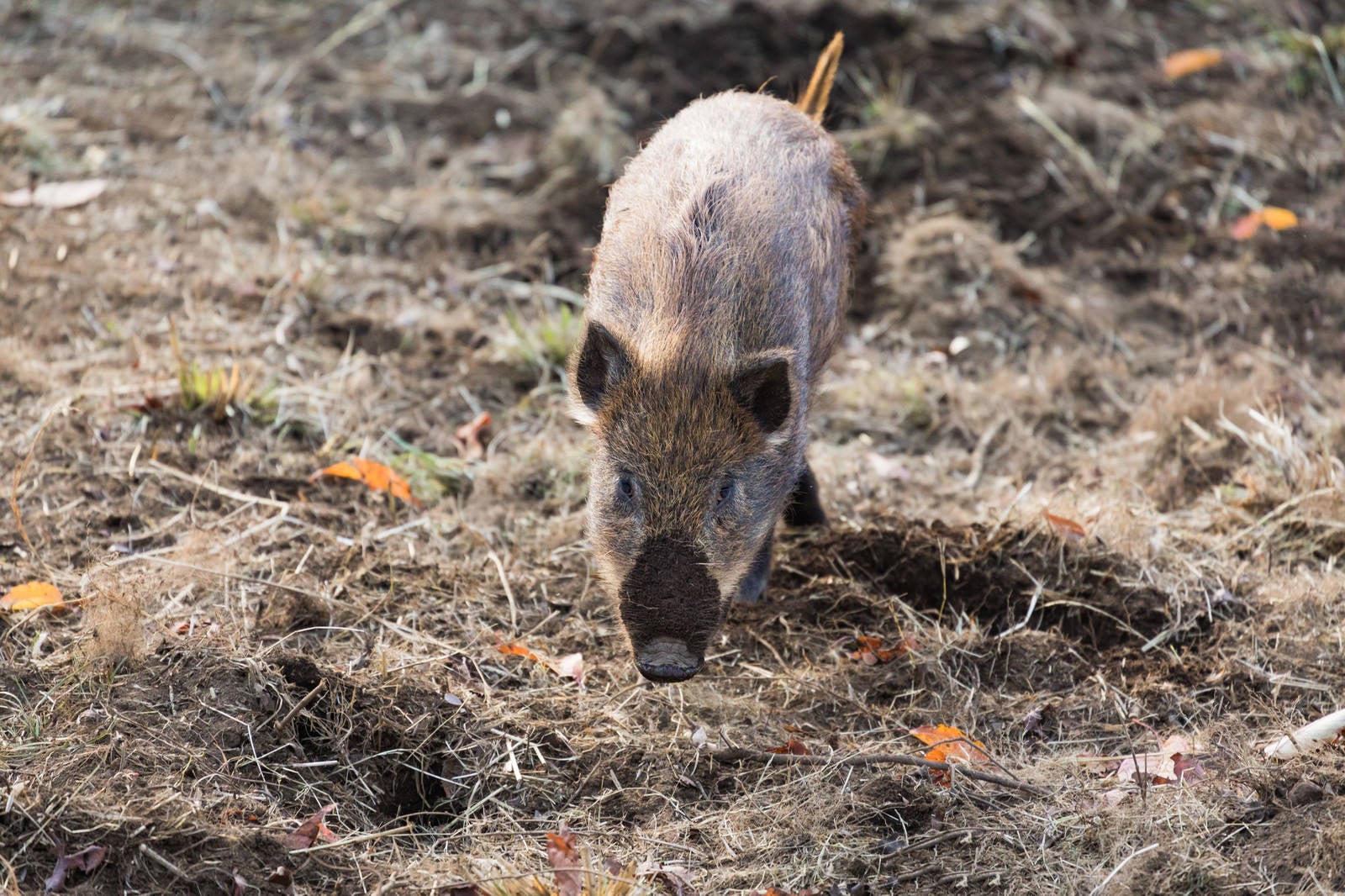 「土を掘り返して鼻に泥がついた猪」の写真