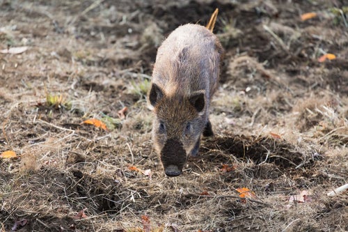 土を掘り返して鼻に泥がついた猪の写真
