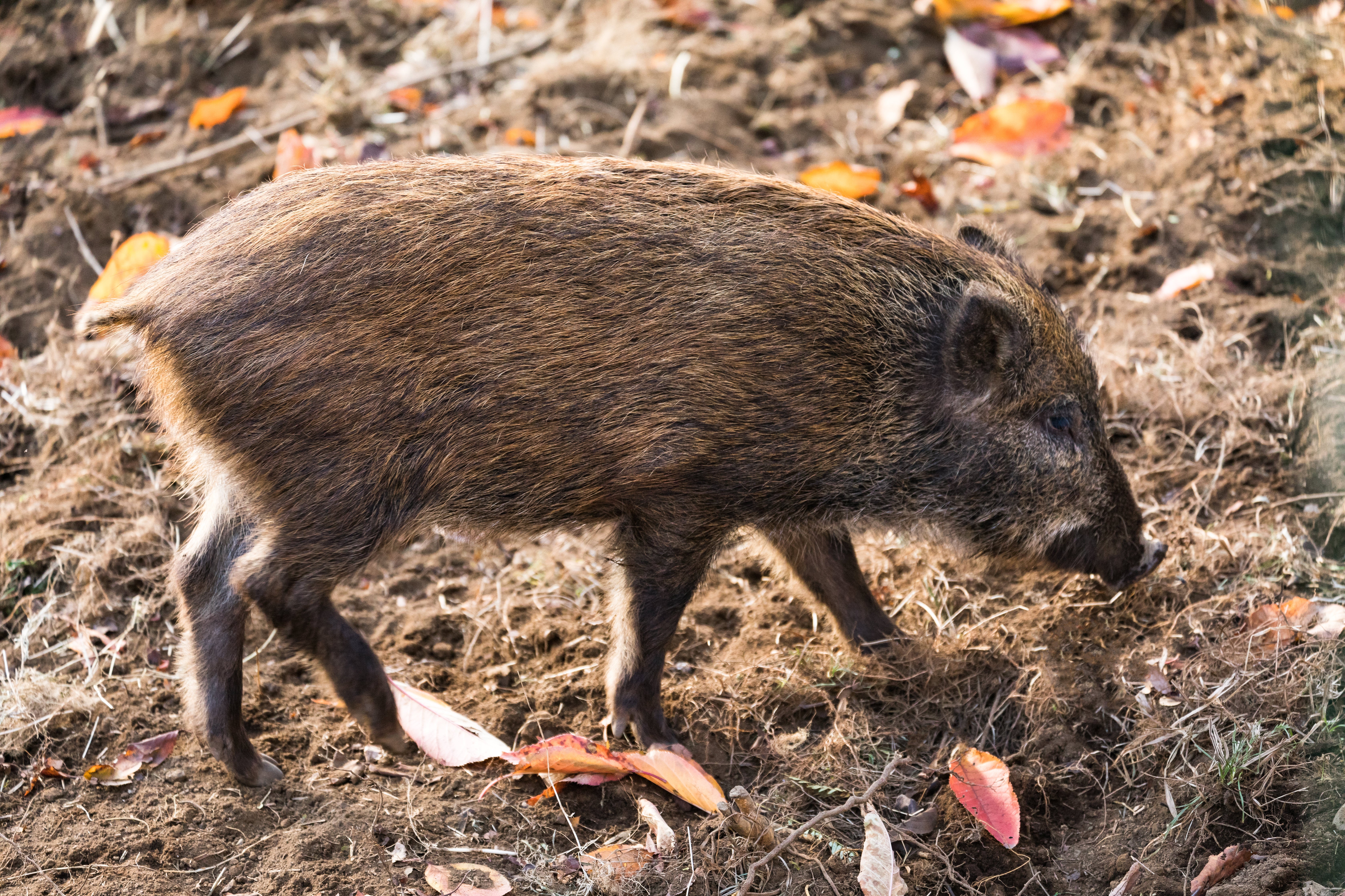 野生の猪（いのしし）の無料の写真素材 - ID.27429｜フリー素材 ぱくたそ