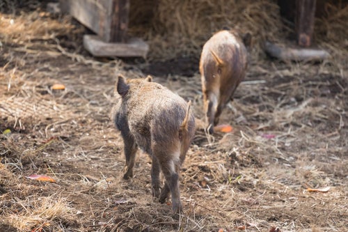 猪の後ろ姿（2頭）の写真