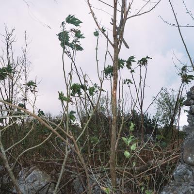 東側の砲台から木々の合間に観える西隣の砲台の写真