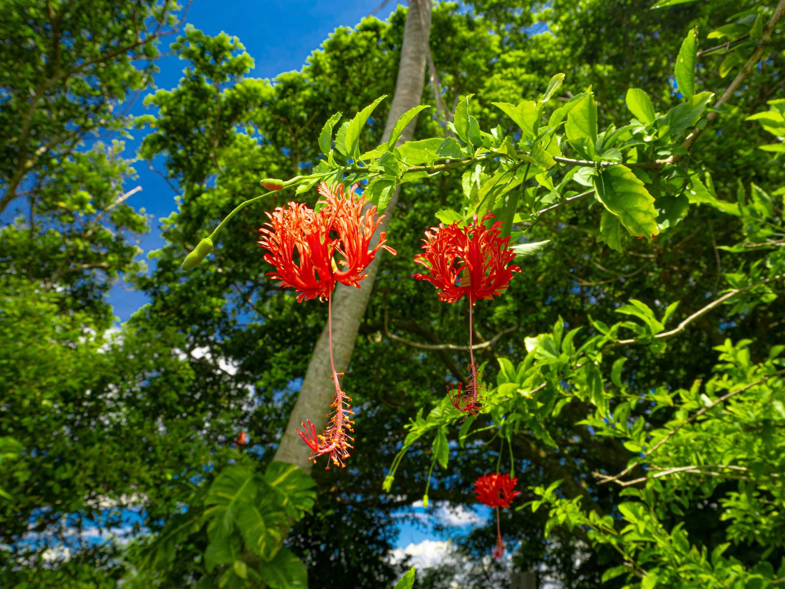 「長いおしべがゆらゆらと揺れる緑に紅が映えるフウリンブッソウゲの花」の写真