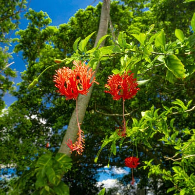 長いおしべがゆらゆらと揺れる緑に紅が映えるフウリンブッソウゲの花の写真