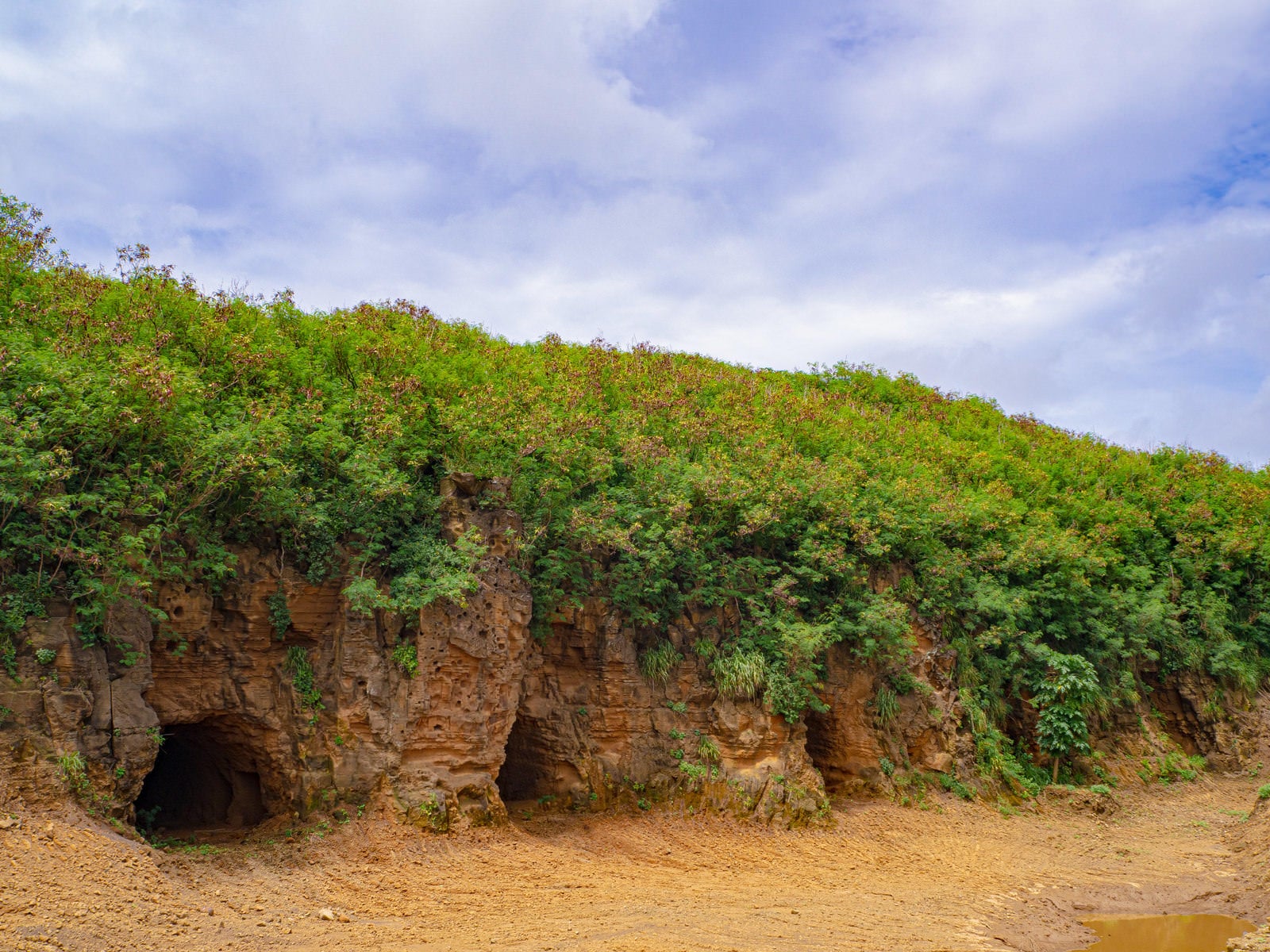 「草に覆われた崖に残る壕」の写真