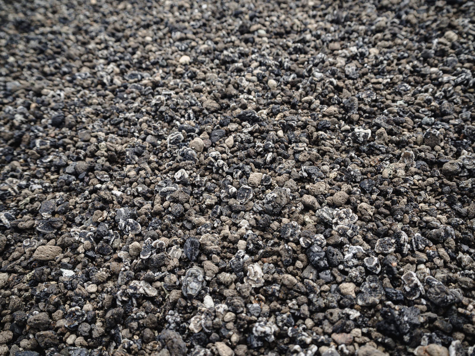 「地球上イタリアと硫黄島にしか存在しない翁浜のウズラ石」の写真