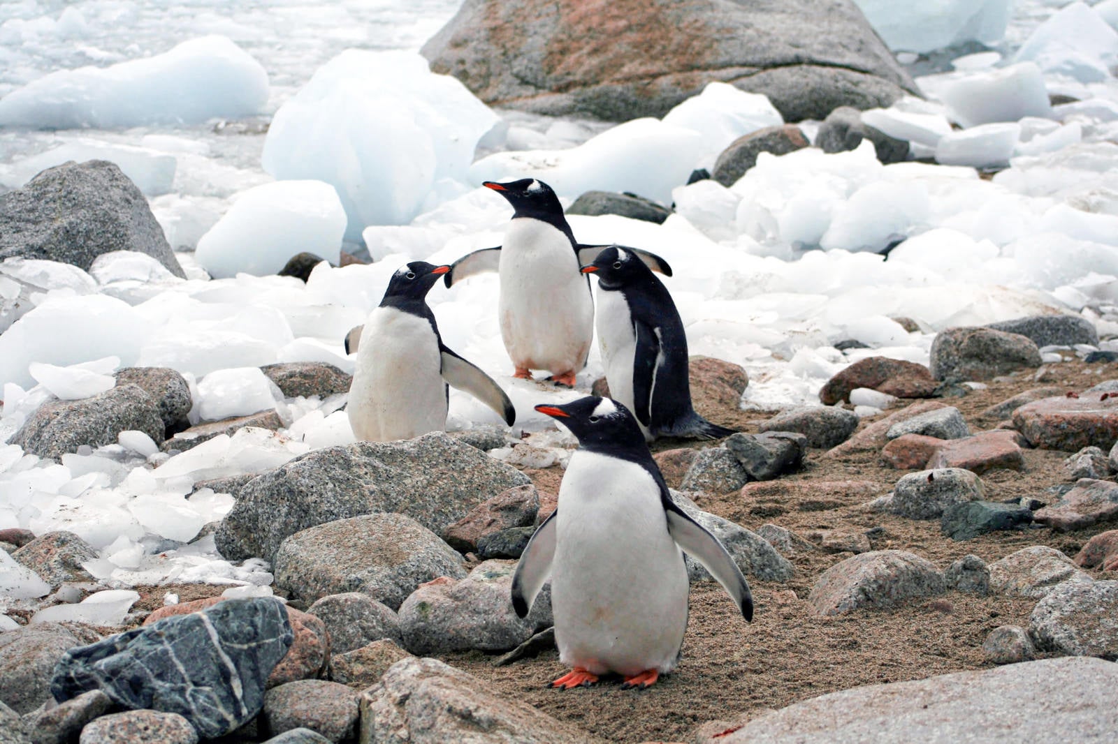 「井戸端ペンギン＠南極」の写真