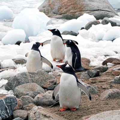 井戸端ペンギン＠南極の写真