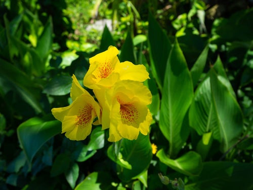 鮮やかな黄色い花が美しいカンナ・イエロー・キング・ハンバートの写真