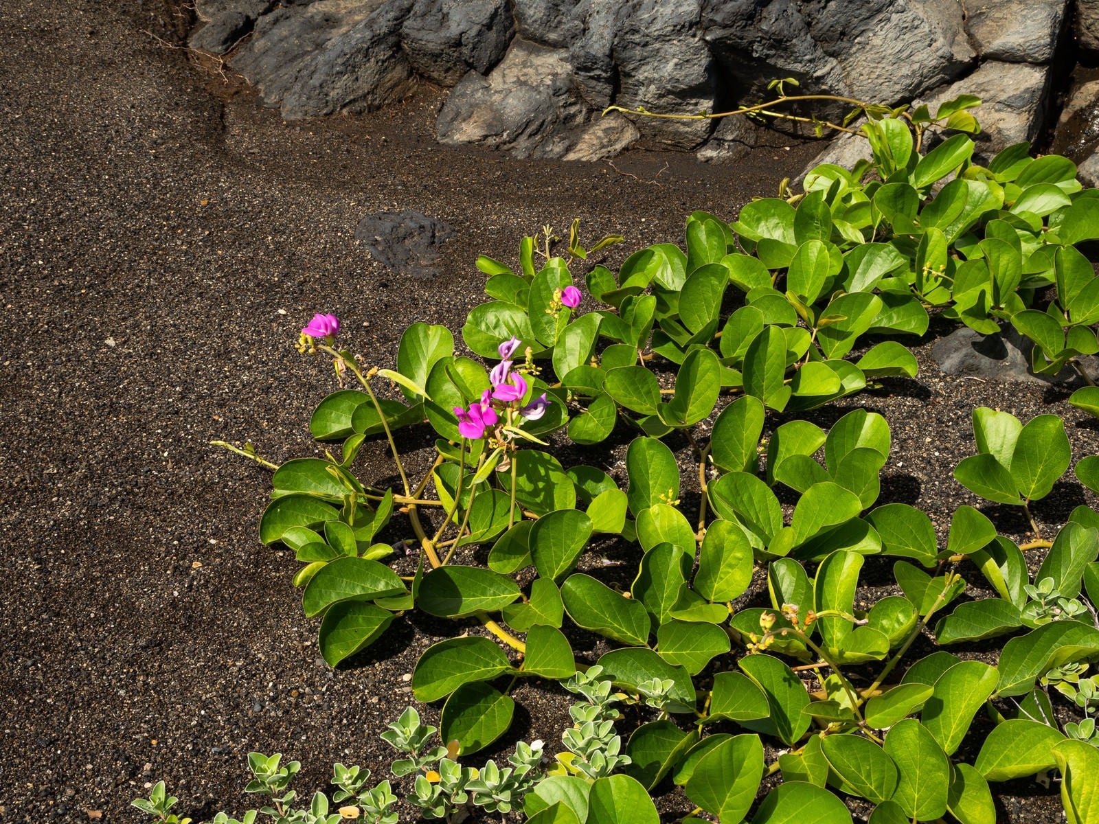「砂浜に咲くナタマメの花」の写真