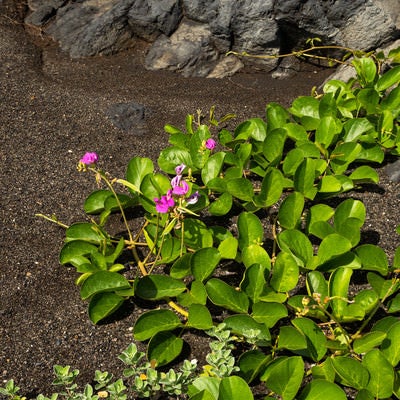 砂浜に咲くナタマメの花の写真