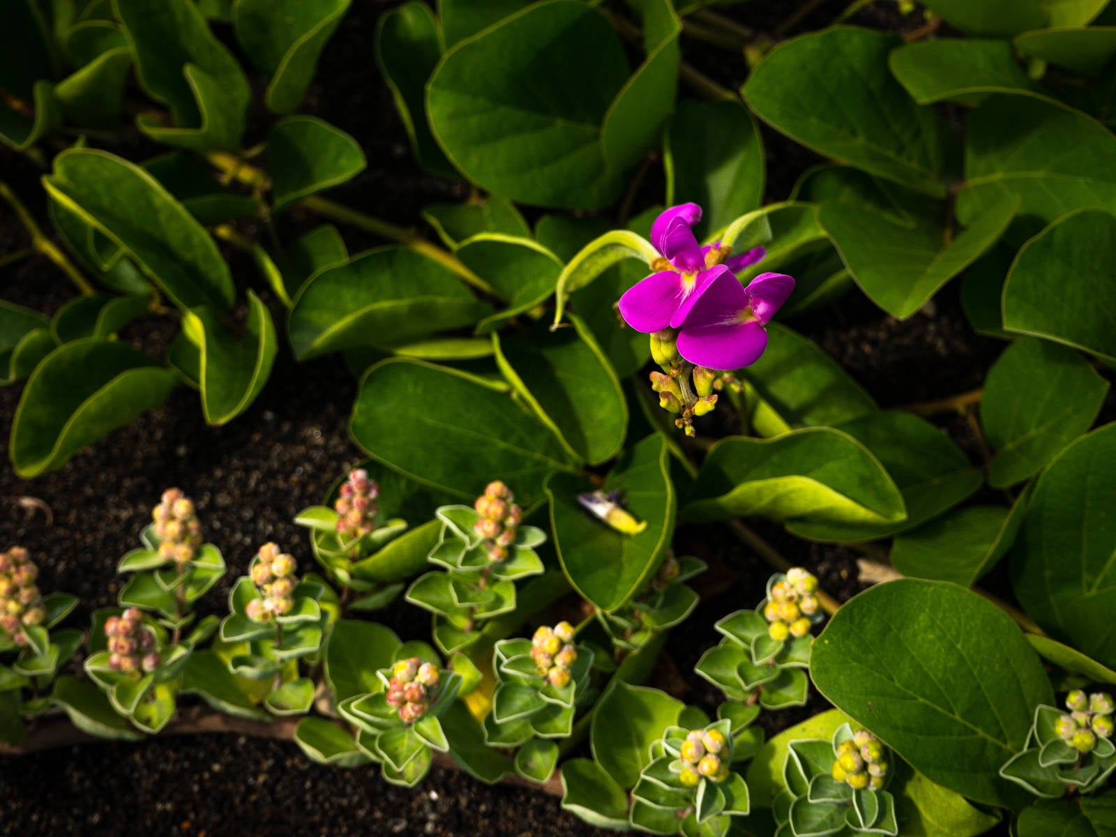 「ナタマメの花と並んで伸びるハマゴウ」の写真