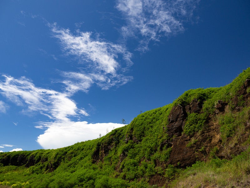 草に覆われた岩が連なる東海岸の断崖の写真