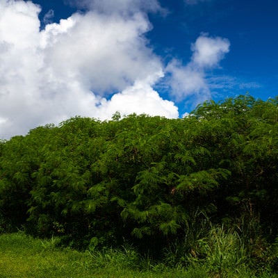 生い茂ったギンネムと雲の写真