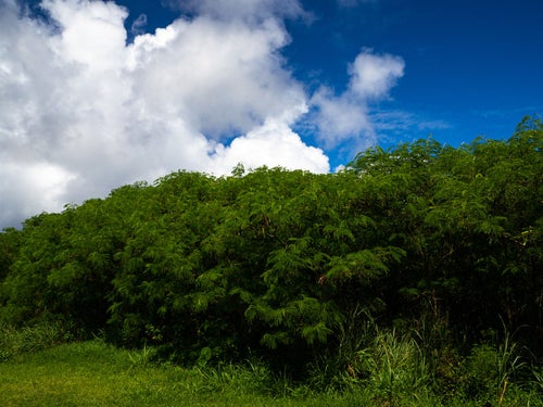 生い茂ったギンネムと雲の写真