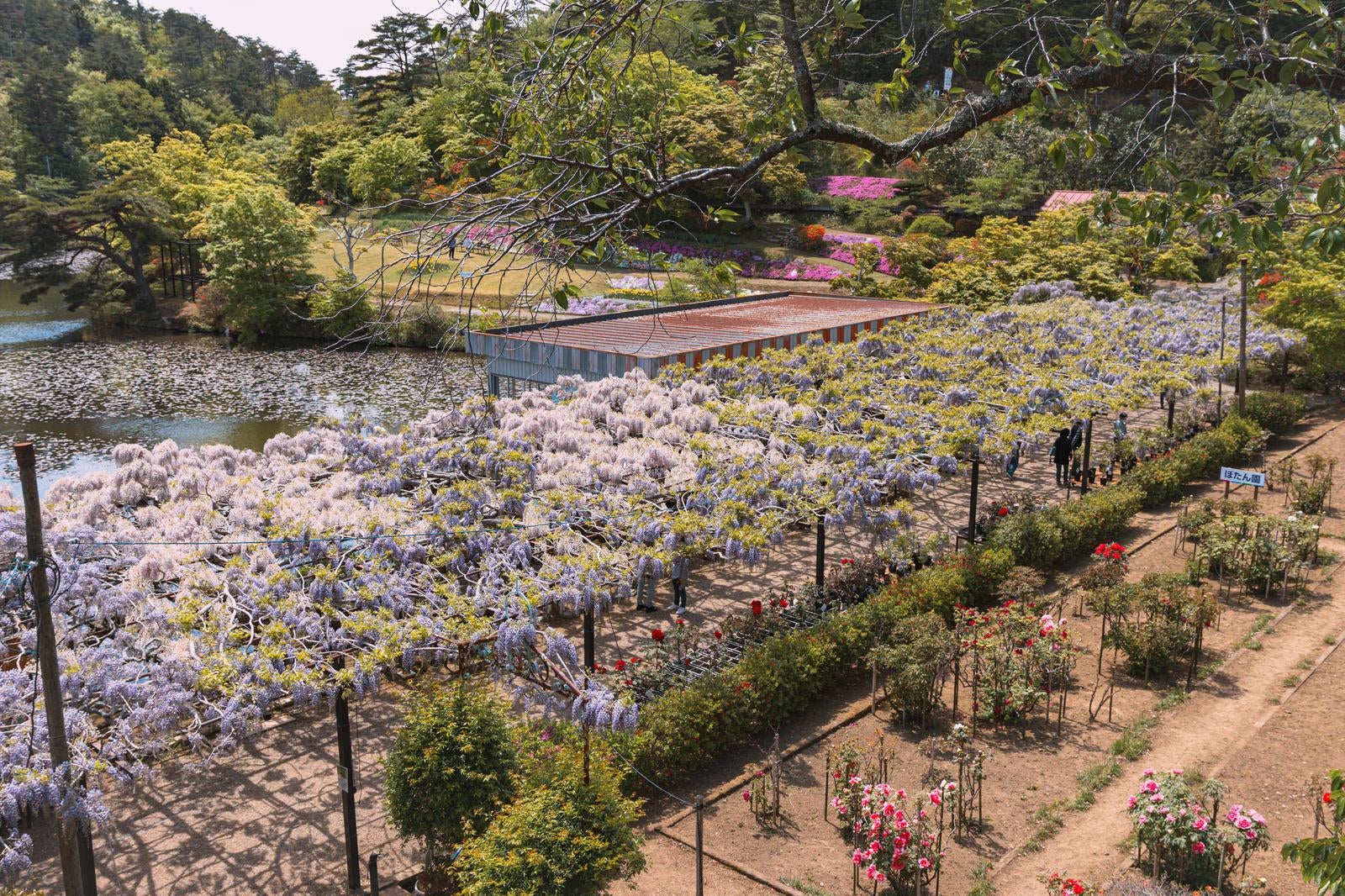 「フジ棚が彩る日本庭園」の写真