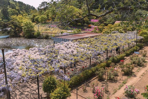 フジ棚が彩る日本庭園の写真