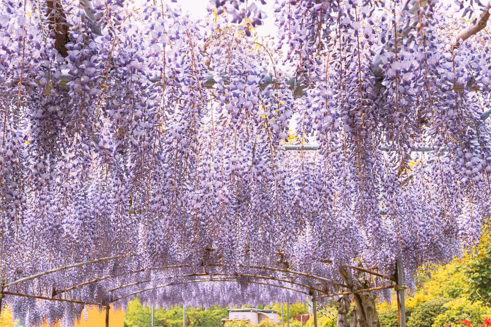 「蛇の鼻の藤の花盛り、色と香りの祭典」の写真