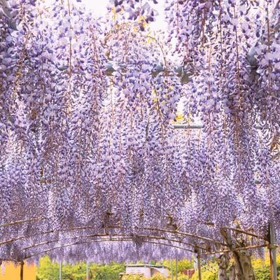 蛇の鼻の藤の花盛り、色と香りの祭典の写真