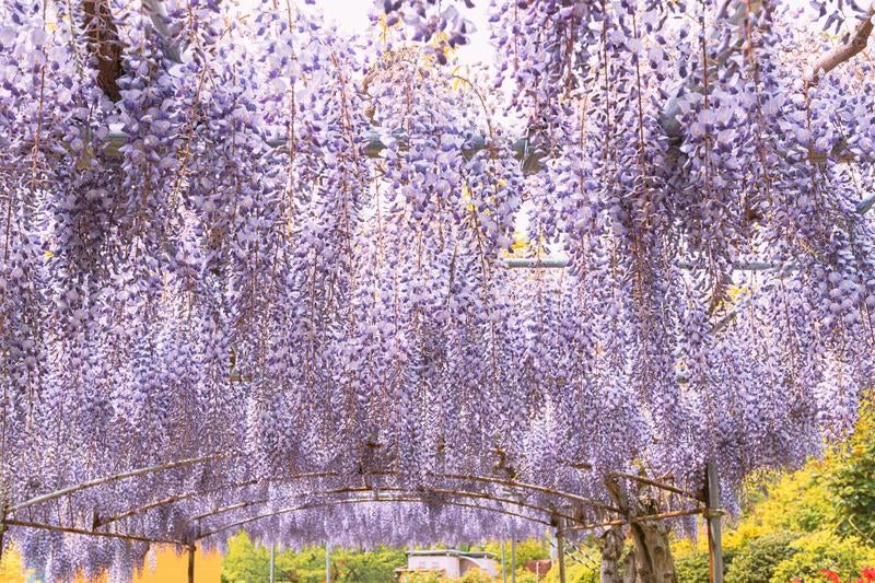 蛇の鼻の藤の花盛り、色と香りの祭典の写真