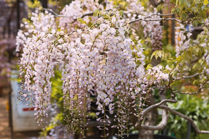 蛇の鼻の藤物語、春の彩りと香りの写真