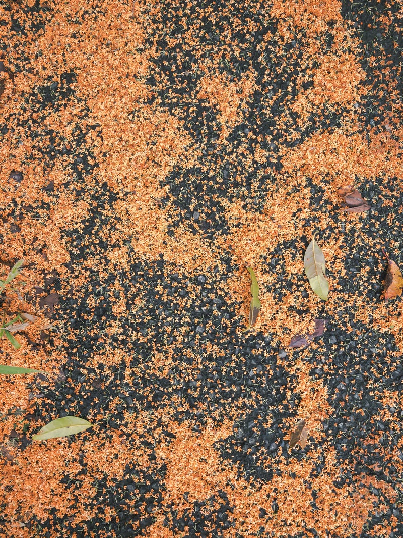 「地面に落ちたキンモクセイの花」の写真