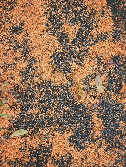 地面に落ちたキンモクセイの花の写真