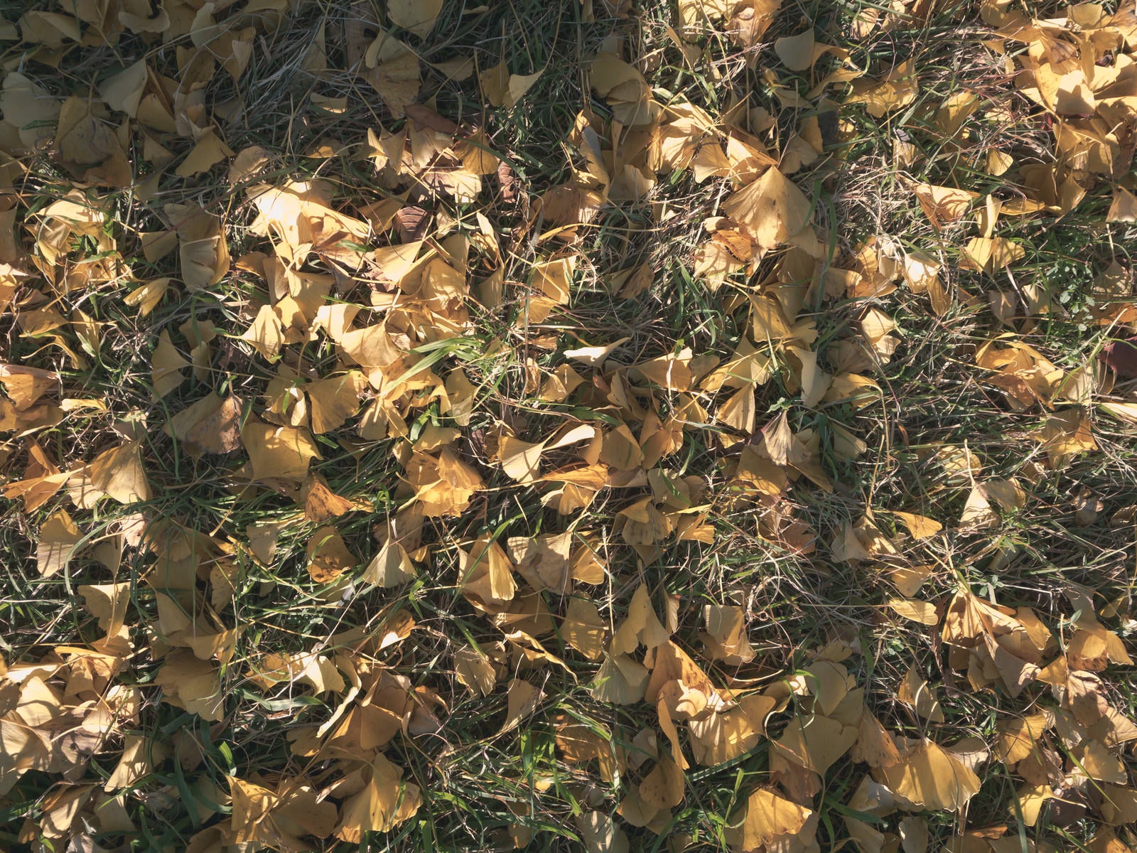 「イチョウの落ち葉に伸びる影（テクスチャー）」の写真