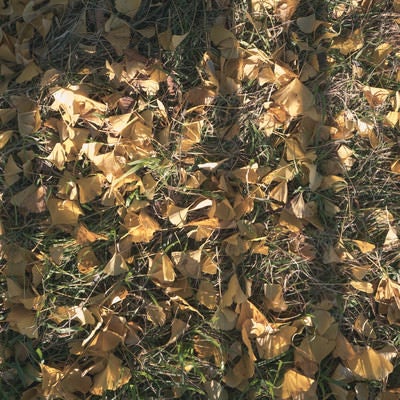 イチョウの落ち葉に伸びる影（テクスチャー）の写真