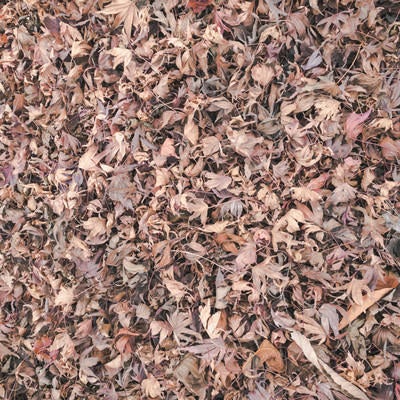 地面に落ちたたくさんの葉のテクスチャーの写真