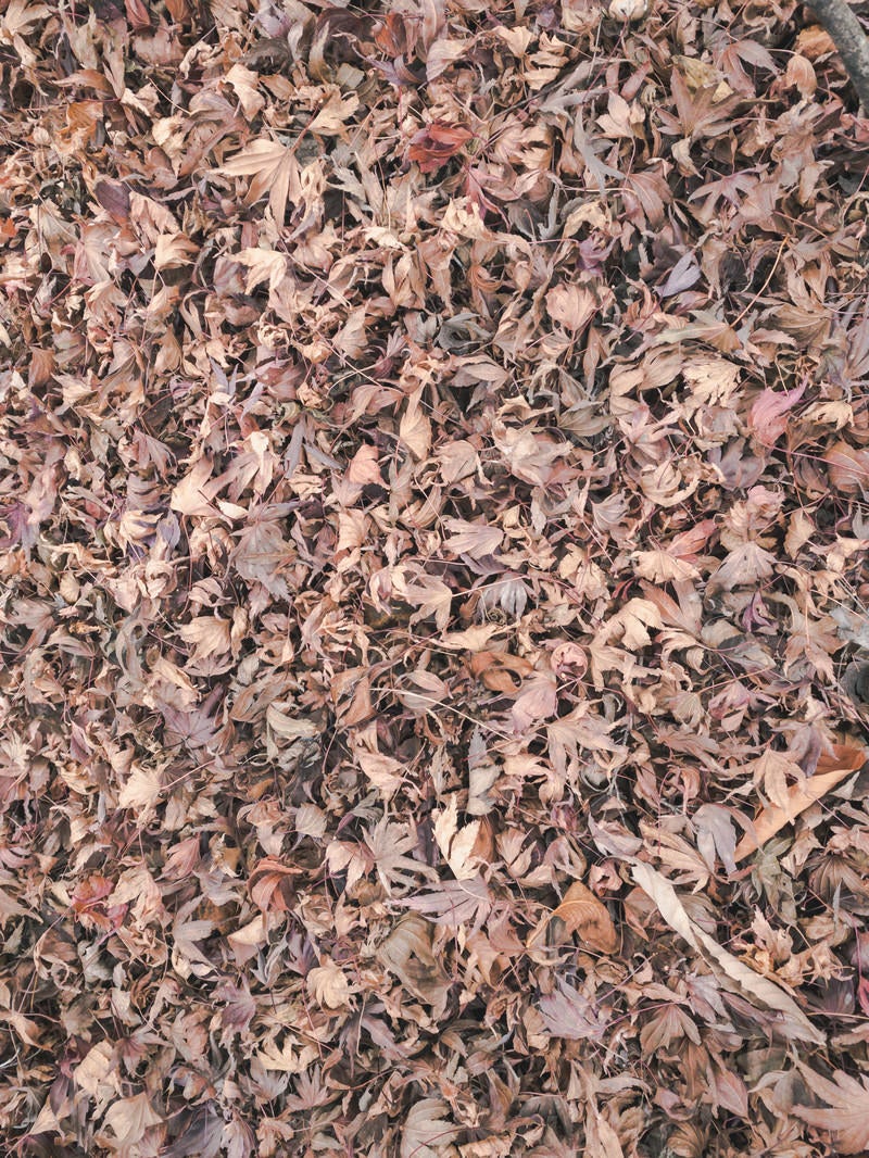 「地面に落ちたたくさんの葉のテクスチャー」の写真