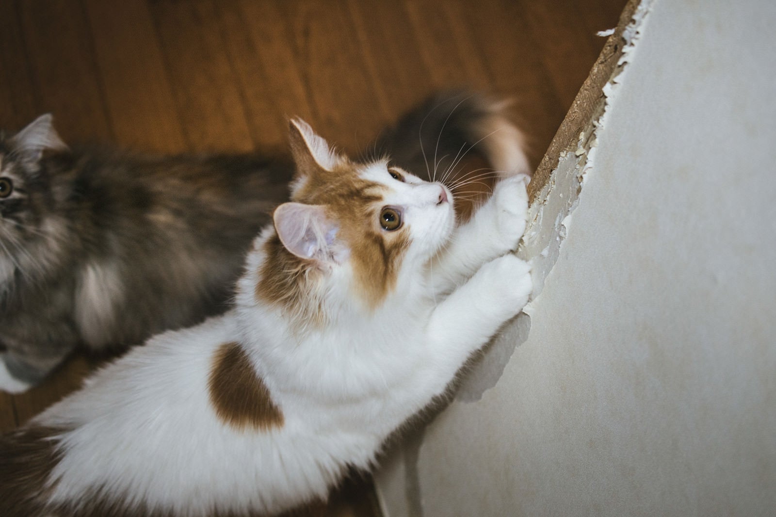 「家の壁で爪を研ぐ猫」の写真
