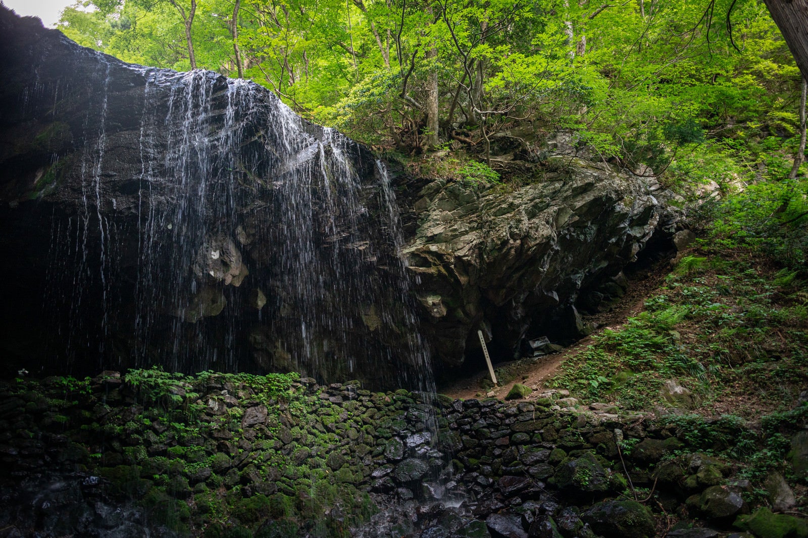 「新緑に囲まれる岩井滝」の写真