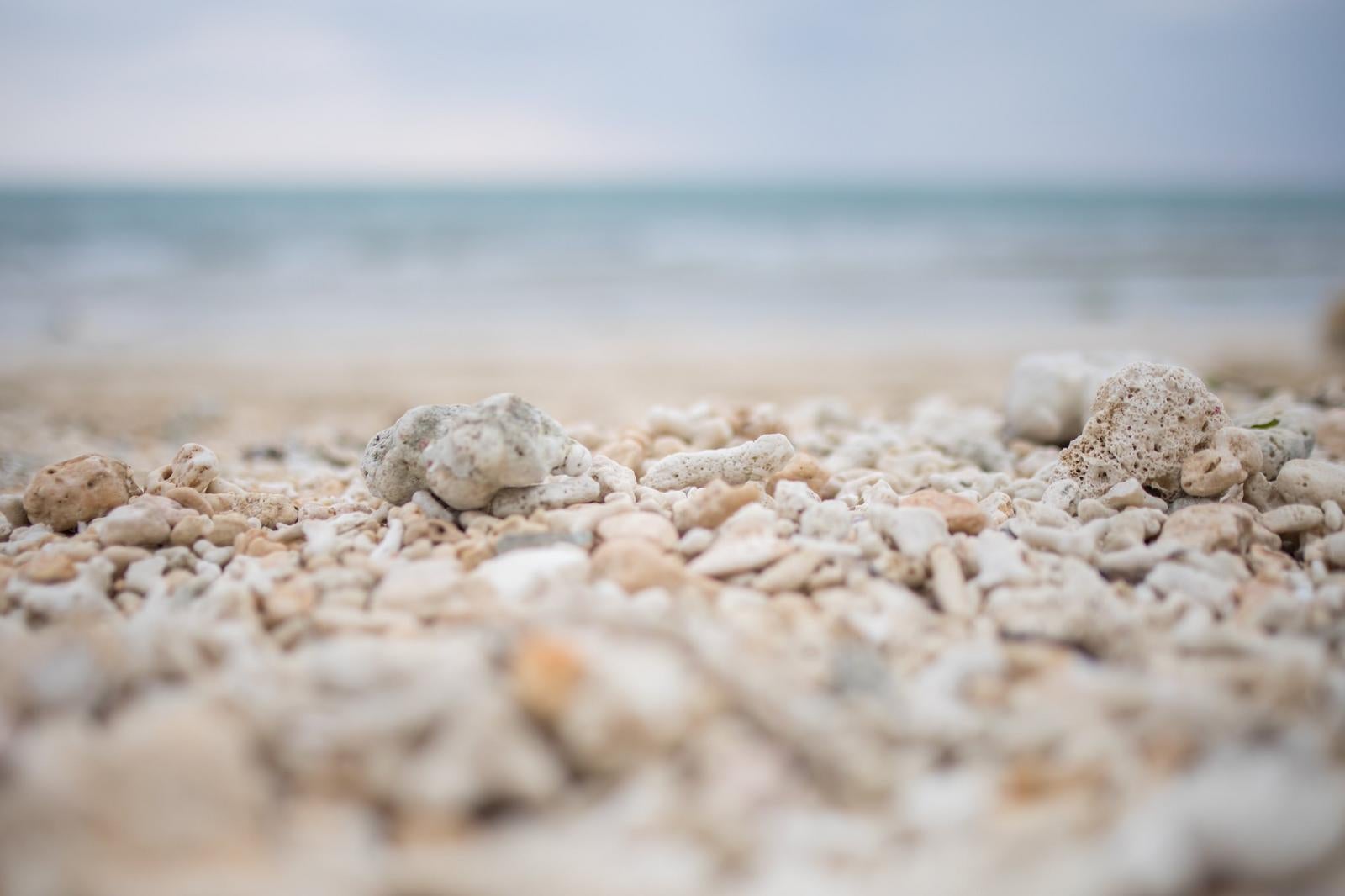 Coral on the Sandy Beach - free stock photo