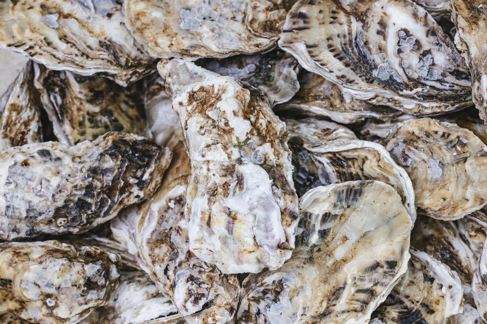 「殻付き牡蠣」の写真