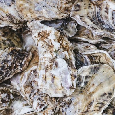 殻付き牡蠣の素材