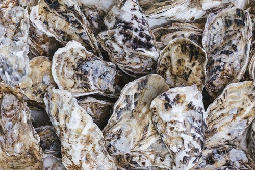 山積みの殻付き牡蠣の写真