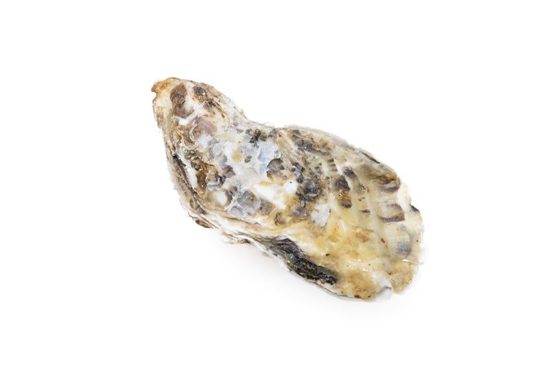 牡蠣殻付き牡蠣の形の写真