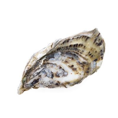 殻付き牡蠣の写真