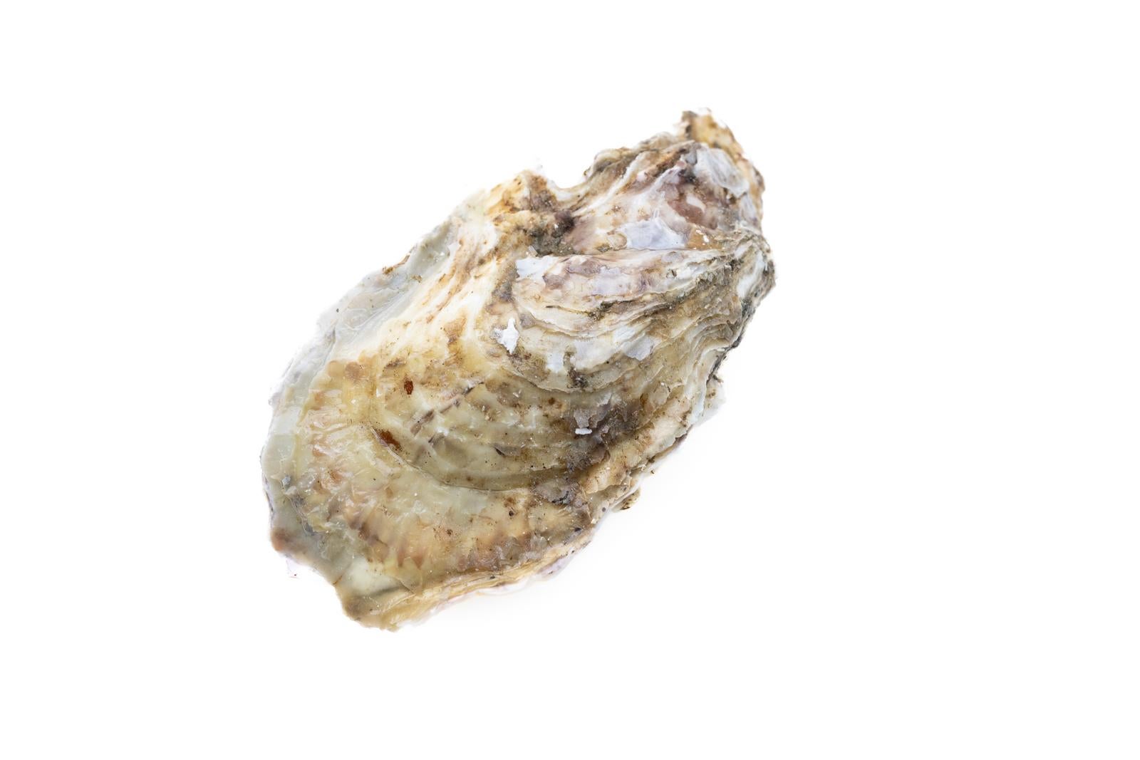 「牡蠣殻から溢れるの魅力」の写真