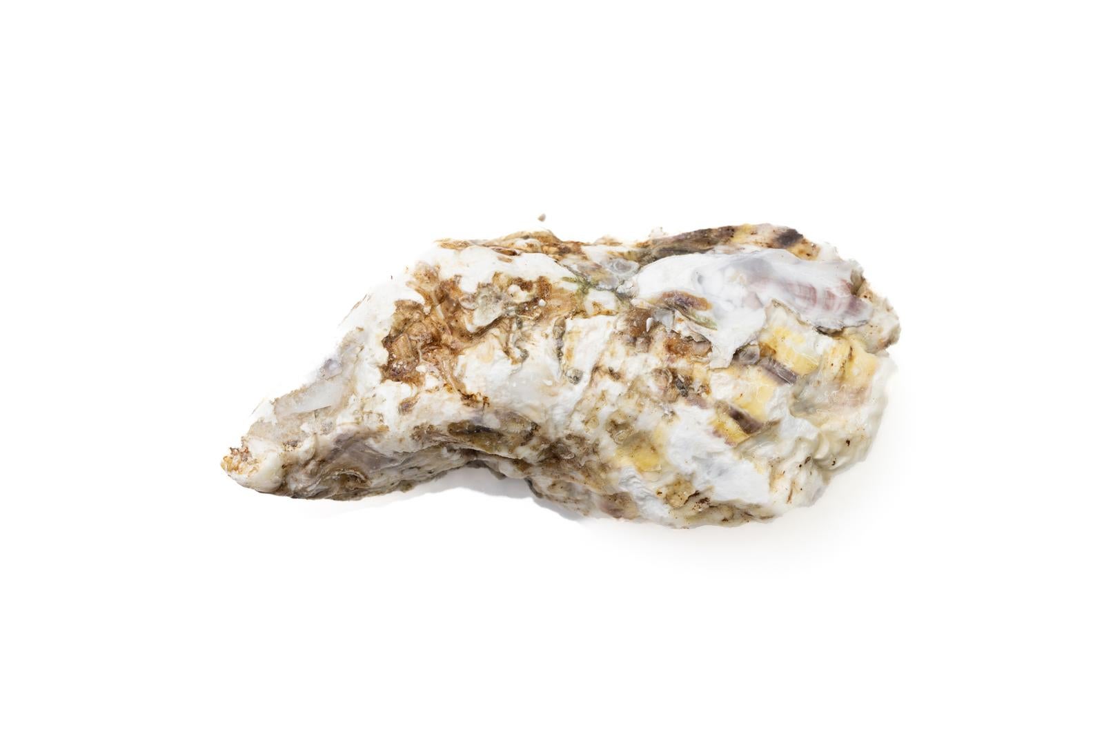 「切り抜きと牡蠣殻付き牡蠣のその風味」の写真