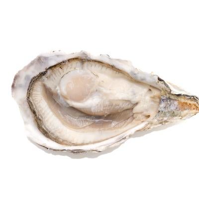 小ぶりの殻付き生牡蠣の写真