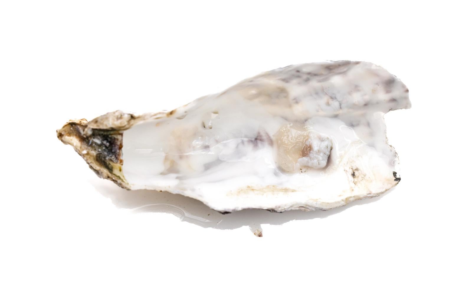 「牡蠣殻」の写真